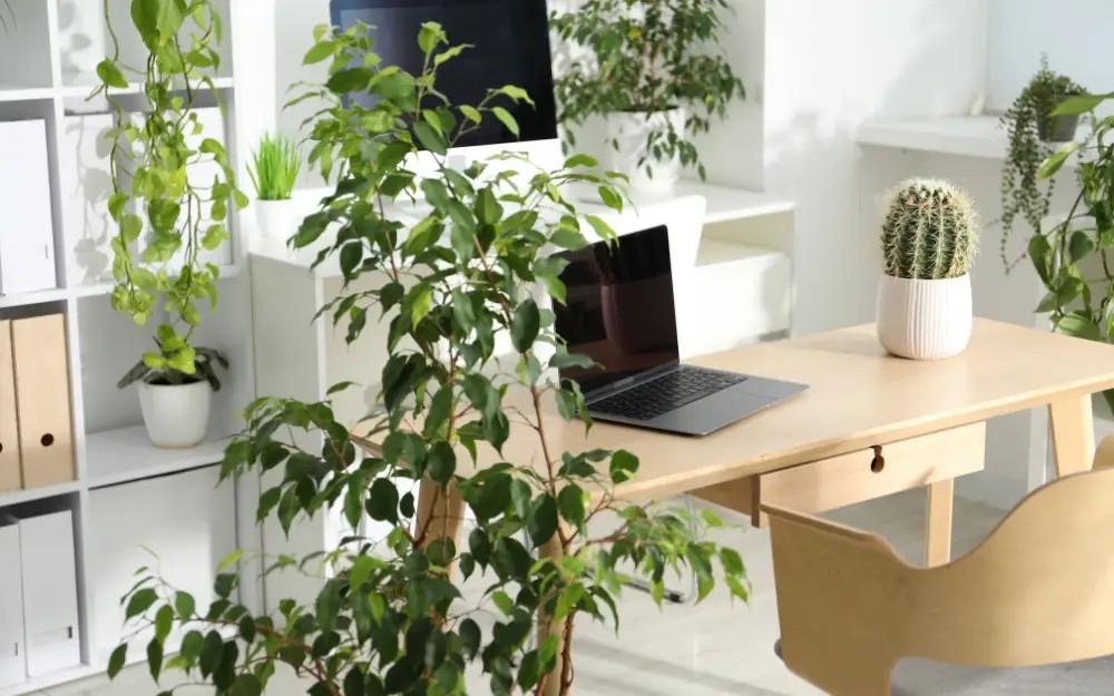 Plantas en la oficina, un poco de verde da vida.